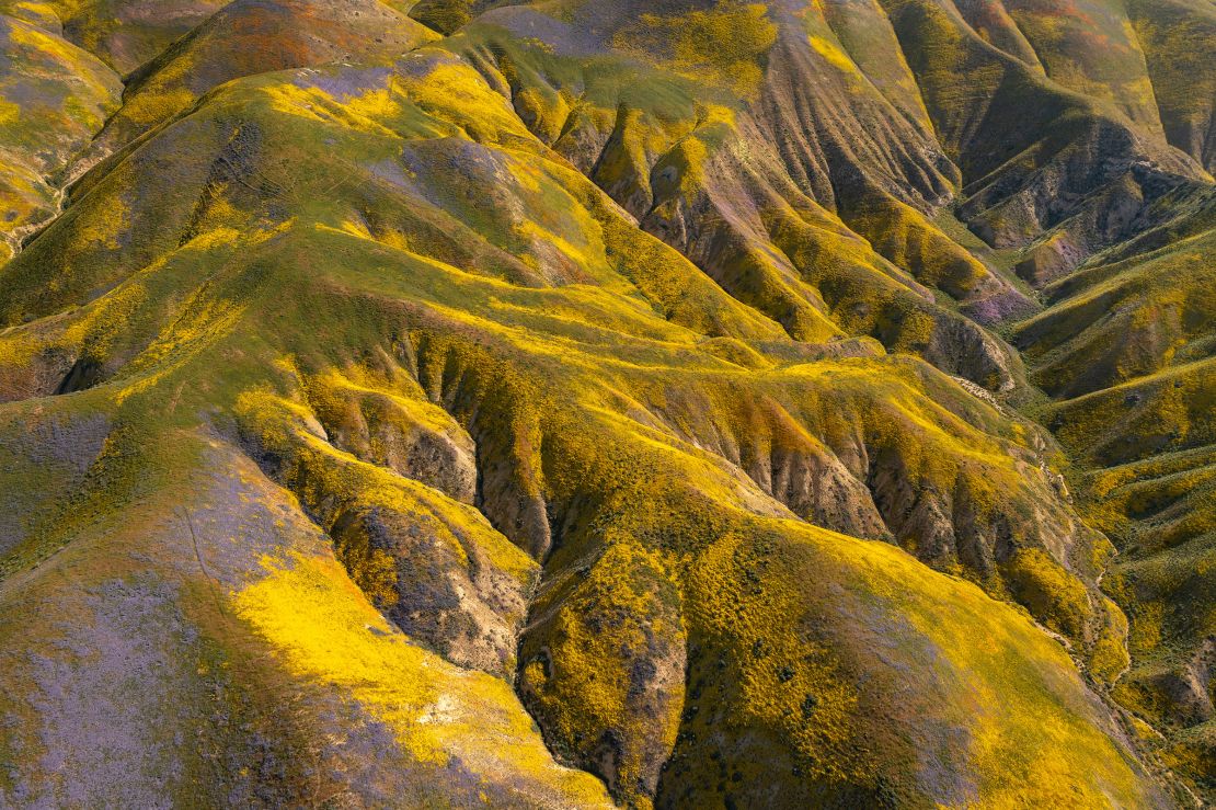 The colors of various wildflower species color the hills of the Temblor Range, the mountain range that is pushed up on the east side of the San Andreas Fault, at Carrizo Plain National Monument on April 26, 2023 near McKittrick, California. 