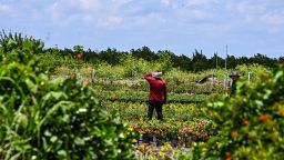 Un trabajador agrícola inmigrante en un campo en Florida.