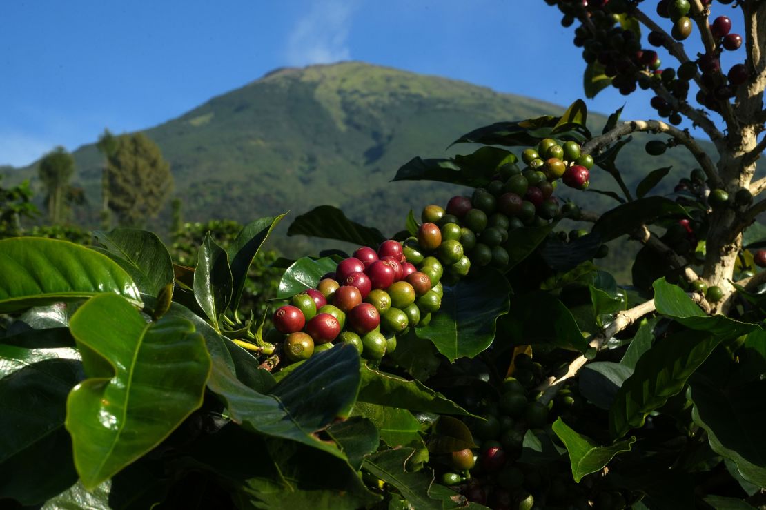 Uncool beans? Coffee berries grow at a coffee plantation on the Indonesian island of Java.