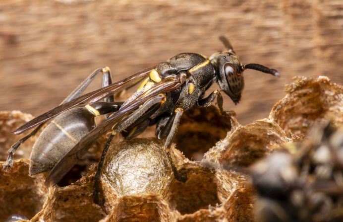 <em>Polybia paulista</em>, a South American wasp that gets its name from the region of São Paulo, Brazil, where it is <a href="index.php?page=&url=https%3A%2F%2Fwww.researchgate.net%2Fpublication%2F346747319_The_Biology_of_Swarm-Founding_Epiponine_Wasp_Polybia_paulista" target="_blank">especially prevalent</a>, was found in 2015 to produce venom that contains a <a href="index.php?page=&url=https%3A%2F%2Fwww.biophysics.org%2Fpublications%2Fbiophysical-journal%2Fbj-in-the-news%2Facat%2F2%2Farchive%2F9-2015-1" target="_blank">cancer-fighting ingredient</a> - a toxin that kills cancer cells without harming normal ones. Experts say more work is needed to determine whether it has potential as a treatment. The wasp also produces a variety of toxins that can cause <a href="index.php?page=&url=https%3A%2F%2Fwww.sciencedirect.com%2Fscience%2Farticle%2Fabs%2Fpii%2FS0022175923001394%23%3A%7E%3Atext%3DPolybia%2520paulista%2520is%2520a%2520neotropical%2Cuse%2520for%2520component%252Dresolved%2520diagnostic." target="_blank">severe allergic reactions. </a>