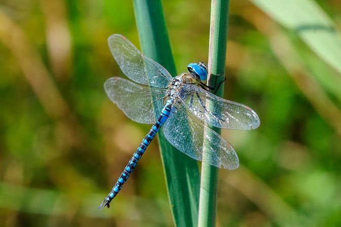 Inspired by the antimicrobial properties of dragonfly wings, researchers at the Royal Melbourne Institute of Technology created <a href="index.php?page=&url=https%3A%2F%2Fwww.drugdiscoverynews.com%2Fmimicking-insect-traits-kills-fungus-15964" target="_blank">a titanium surface</a> designed to destroy fungus. The research – which is based on the idea that <a href="index.php?page=&url=https%3A%2F%2Fonlinelibrary.wiley.com%2Fdoi%2Ffull%2F10.1002%2Fadmi.202300314" target="_blank">the structure of many insect wings can physically rupture microbes</a> – could be important in reducing the spread of hospital-acquired infections.