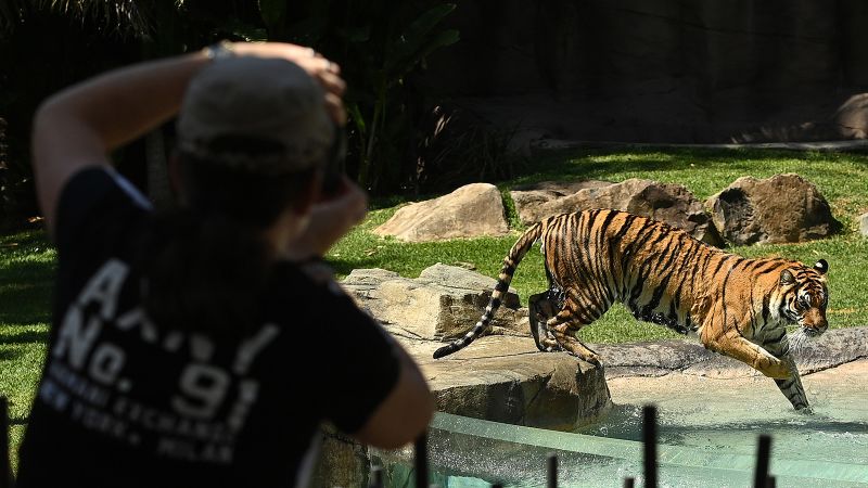 Tiger mauls handler at amusement park