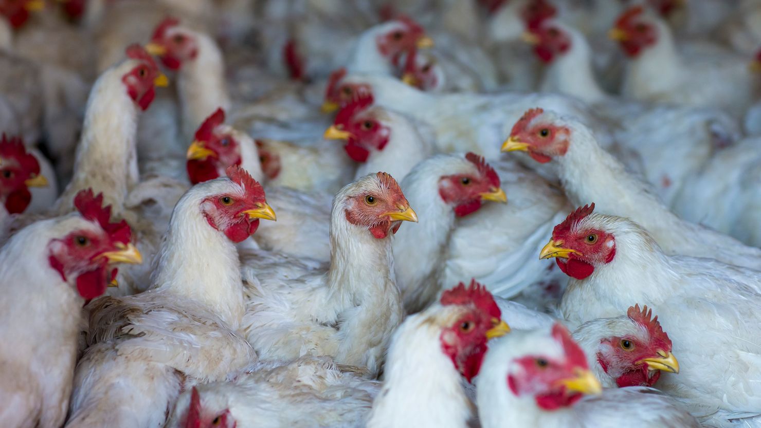 The H5N1 avian flu virus has been causing outbreaks among poultry in the United States, with 48 states affected. The risk to the public remains low, according to the CDC.