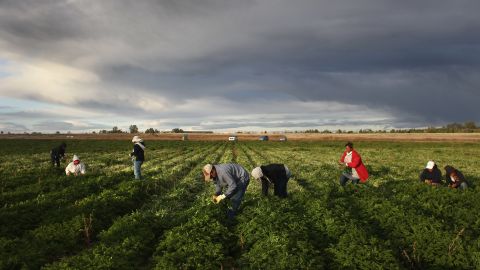 WELLINGTON, CO - OCTOBER 11:  Mexican migrant workers harvest organic parsley at Grant Family Farms on October 11, 2011 in Wellington, Colorado. Although demand for the farm's organic produce is high, Andy Grant said that his migrant labor force, mostly from Mexico, is sharply down this year and that he'll be unable to harvest up to a third of his fall crops, leaving vegetables in the fields to rot. He said that stricter U.S. immigration policies nationwide have created a "climate of fear" in the immigrant community and many workers have either gone back to Mexico or have been deported. Although Grant requires proof of legal immigration status from his employees, undocumented migrant workers frequently obtain falsified permits in order to work throughout the U.S. Many farmers nationwide say they have found it nearly impossible to hire American citizens for seasonal labor-intensive farm work.  (Photo by John Moore/Getty Images)