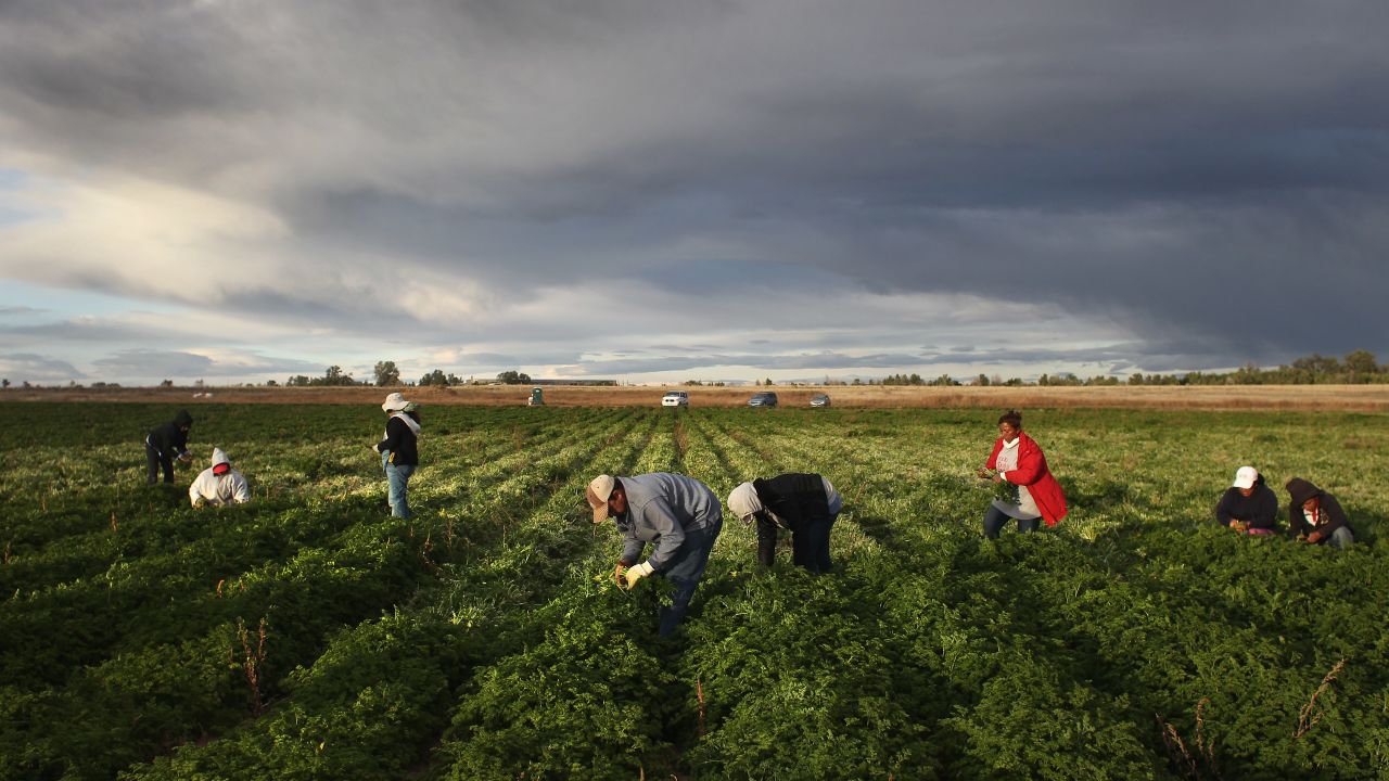 WELLINGTON, CO - OCTOBER 11: Mexican migrant workers harvest organic parsley at Grant Family Farms on October 11, 2011 in Wellington, Colorado. Although demand for the farm's organic produce is high, Andy Grant said that his migrant labor force, mostly from Mexico, is sharply down this year and that he'll be unable to harvest up to a third of his fall crops, leaving vegetables in the fields to rot. He said that stricter U.S. immigration policies nationwide have created a "climate of fear" in the immigrant community and many workers have either gone back to Mexico or have been deported. Although Grant requires proof of legal immigration status from his employees, undocumented migrant workers frequently obtain falsified permits in order to work throughout the U.S. Many farmers nationwide say they have found it nearly impossible to hire American citizens for seasonal labor-intensive farm work. (Photo by John Moore/Getty Images)