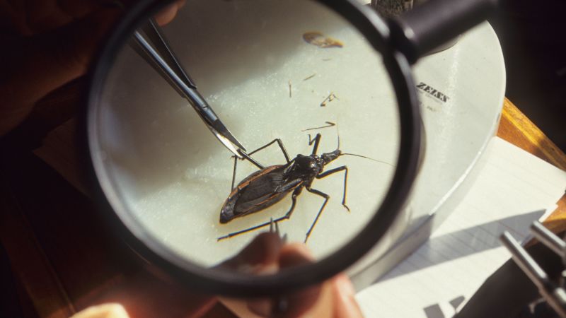 Kissing bug: Chagas disease is now endemic to the US, scientists say