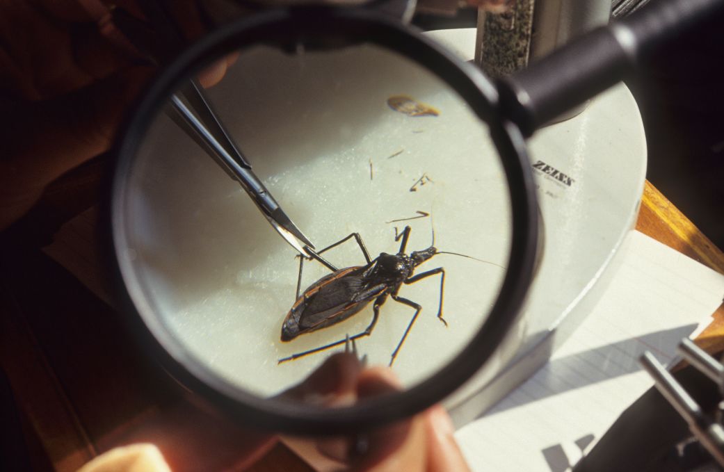 Chagas largely spreads when triatomine bugs, commonly known as kissing bugs, bite a human while they’re sleeping.