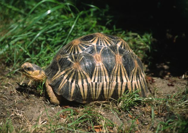 The <a href="index.php?page=&url=https%3A%2F%2Fwww.iucnredlist.org%2Fspecies%2F9014%2F12950491" target="_blank">critically endangered</a> <strong>radiated tortoise </strong>lives at the southern tip of Madagascar, grazing on prickly pears. They can weigh up to <a href="index.php?page=&url=https%3A%2F%2Fnationalzoo.si.edu%2Fanimals%2Fradiated-tortoise" target="_blank">35 pounds</a> (16 kilograms) and live up to 50 years. Even by tortoise standards it has a beautiful shell, with a distinctive geometric pattern featuring radiated yellow lines, which gives it its name. It has nerves in its shell, so it can feel when it’s touched.