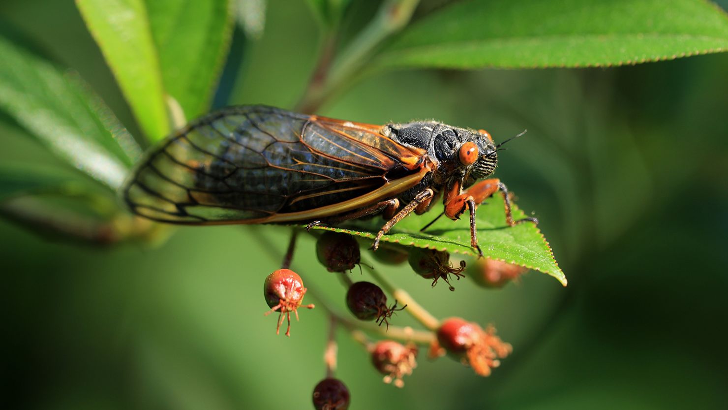 A periodical cicada — a member of Brood X — clings to a plant in May 2021 in Takoma Park, Maryland. Cicadas are divided into groups called broods based upon when they emerge.