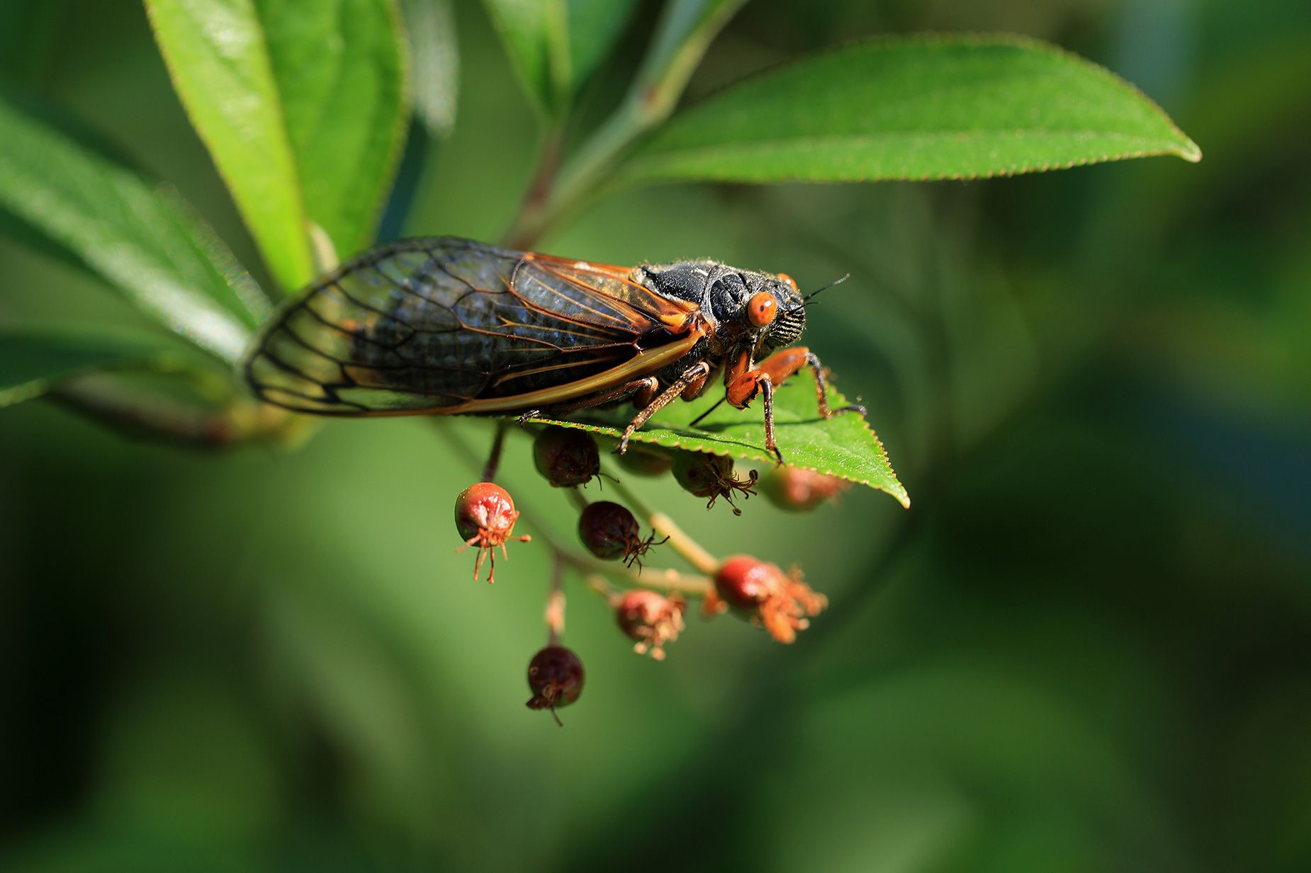 Brood XIII and Brood XIX: What to expect from 2024's rare double brood  emergence of cicadas