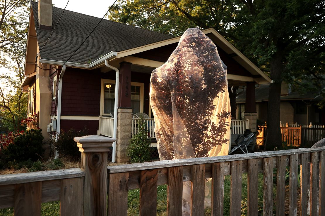 A young tree in Takoma Park, Maryland, is draped in netting in May 2021 to protect its small branches from being damaged by periodical cicadas laying their eggs in them.