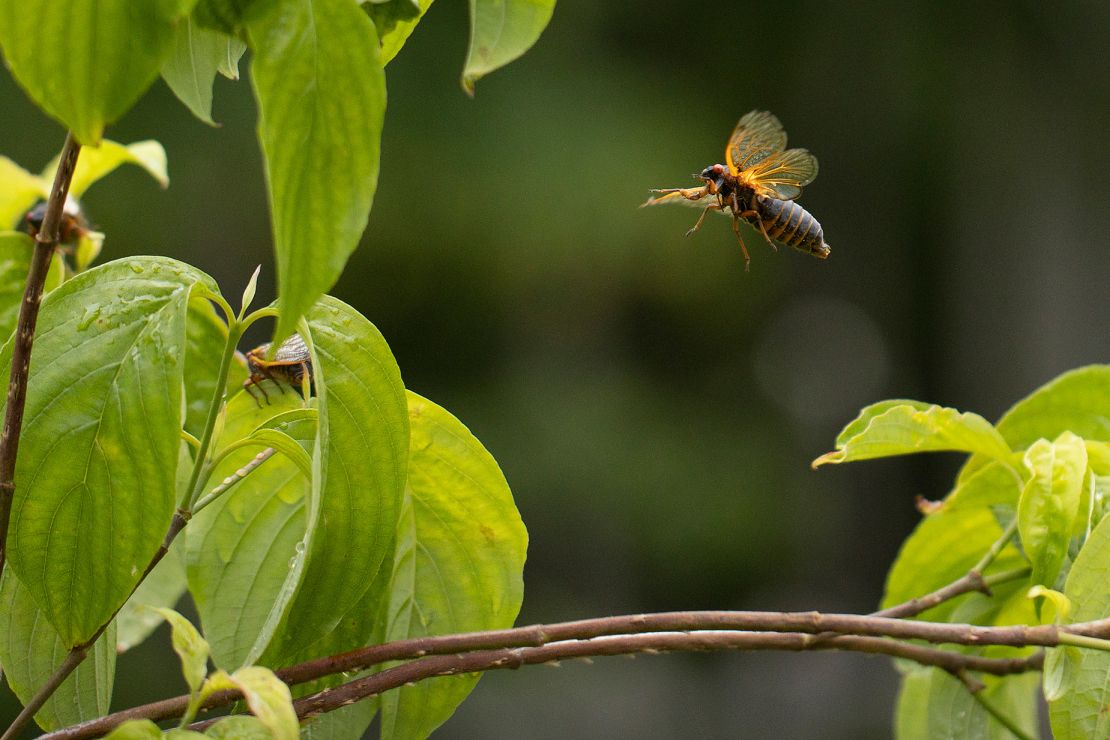 A Brood X cicada takes flight among the treetops in June 2021 in Columbia, Maryland. Broods XIX and XIII haven't been aboveground at the same time since 1803.