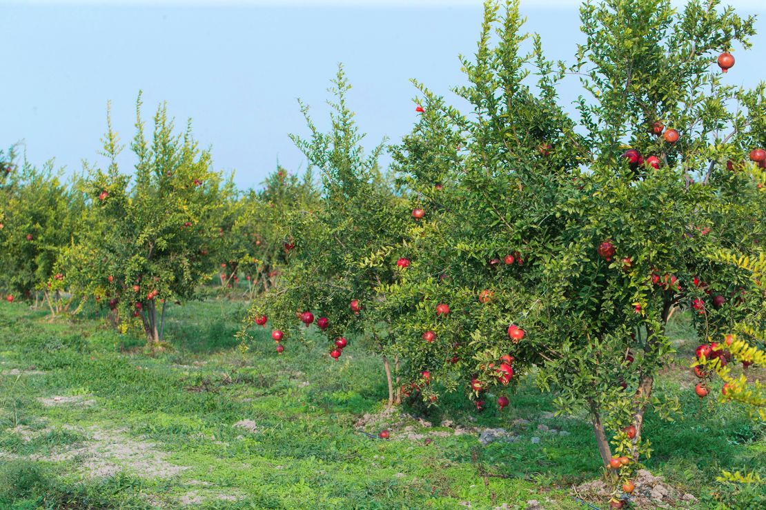 Pomegranate harvests have inspired an annual festival in Azerbaijan.