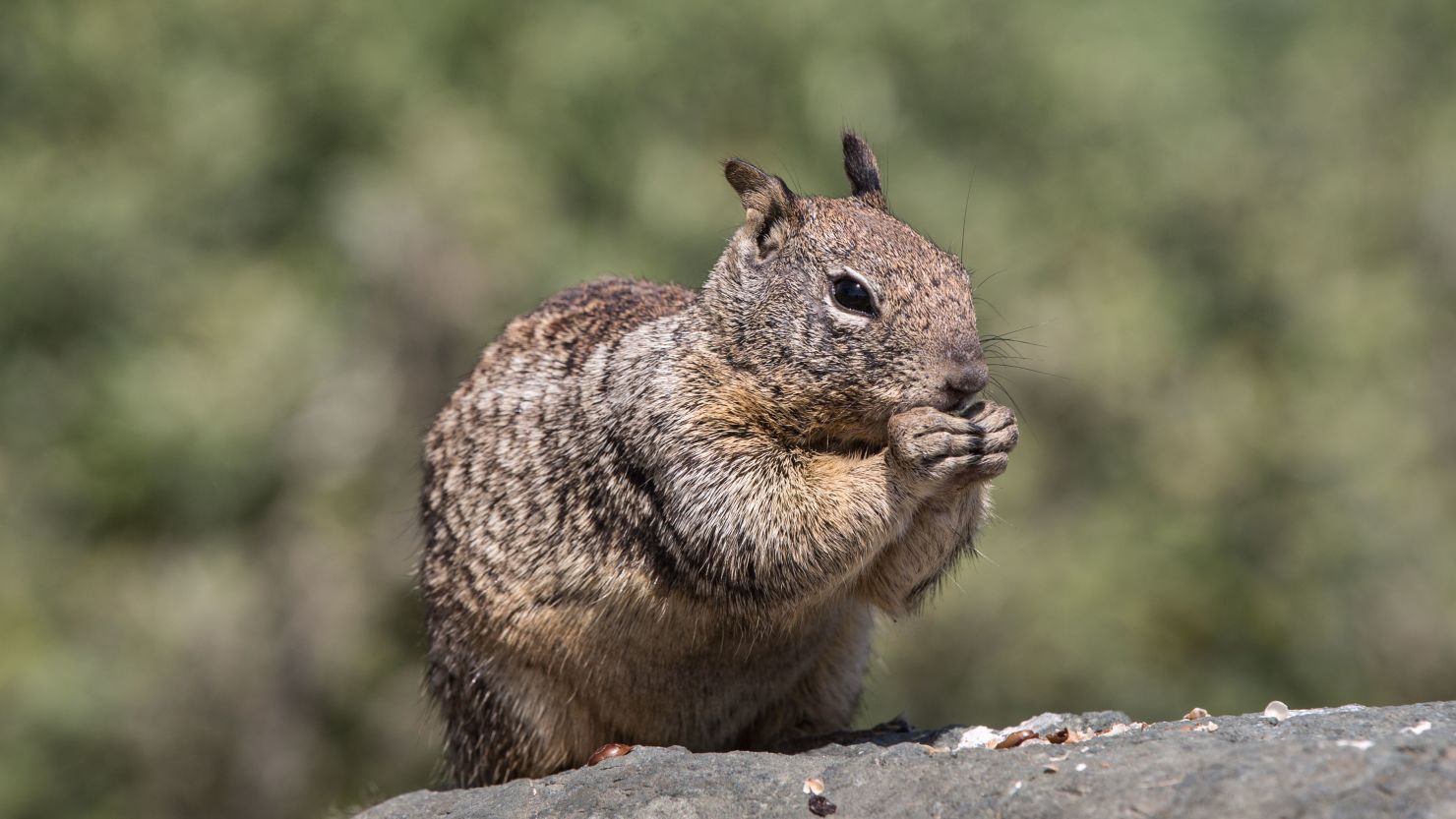california-squirrels-are-eating-another-rodent-for-the-first-time-new-study-finds