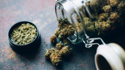 Beautiful green marijuana cones in open bank and black grinder on dark table