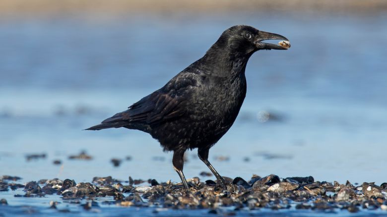 Carrion crow (Corvus corone) eating blue mussels. common mussels (Mytilus edulis) in mussel bed exposed on beach at low tide. (Photo by: Sven-Erik Arndt/Arterra/Universal Images Group via Getty Images)