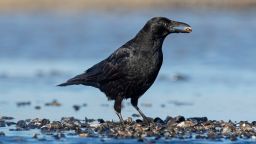 Carrion crow (Corvus corone) eating blue mussels. common mussels (Mytilus edulis) in mussel bed exposed on beach at low tide. (Photo by: Sven-Erik Arndt/Arterra/Universal Images Group via Getty Images)