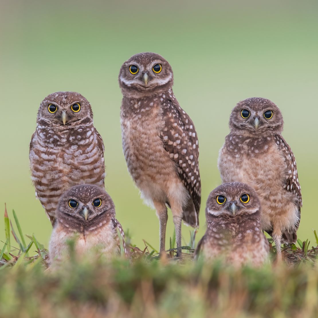 A family portrait of burrowing owls in Florida. Open grasslands are shrinking where the tiny burrowing owl makes its home nesting in underground burrows.