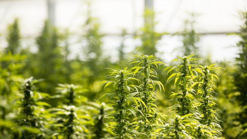 Huge Dutch legal cannabis farm told to cut smell or risk closure Huge Dutch legal cannabis farm told to cut smell or risk closure