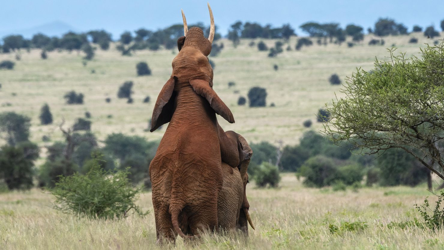 Two male African elephants display same-sex sexual behavior in Tsavo, Kenya.