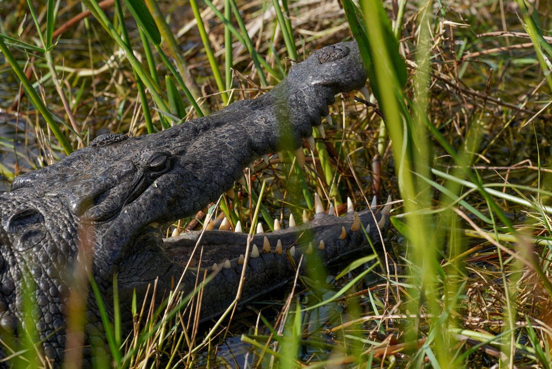 An American crocodile relaxes in Shark Valley of Everglades National Park on February 3, 2023. Attacks on humans by American crocodiles in Florid are extremely rare.
