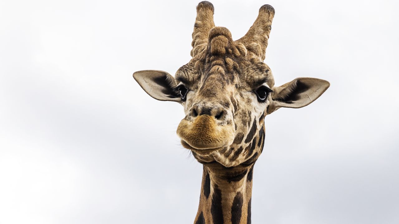 DUBBO, AUSTRALIA - NOVEMBER 06: A giraffe looks on at Zoofari Lodge before a feeding at Taronga Western Plains Zoo on November 06, 2021 in Dubbo, Australia. Taronga Western Plains Zoos' Zoofari Lodge has been announced as a finalist in the 2021 NSW Tourism Awards for unique Accommodation. Now in its 31st year, the NSW Tourism Awards celebrate business excellence, acknowledge business innovation and reward exceptional customer service. Parts of this year's program have been modified to reflect the business challenges associated with the COVID-19 pandemic over the past 12-months. COVID-19 travel restrictions eased on Monday 1 November to allow people from Greater Sydney to visit New South Wales regional areas. (Photo by Jenny Evans/Getty Images)