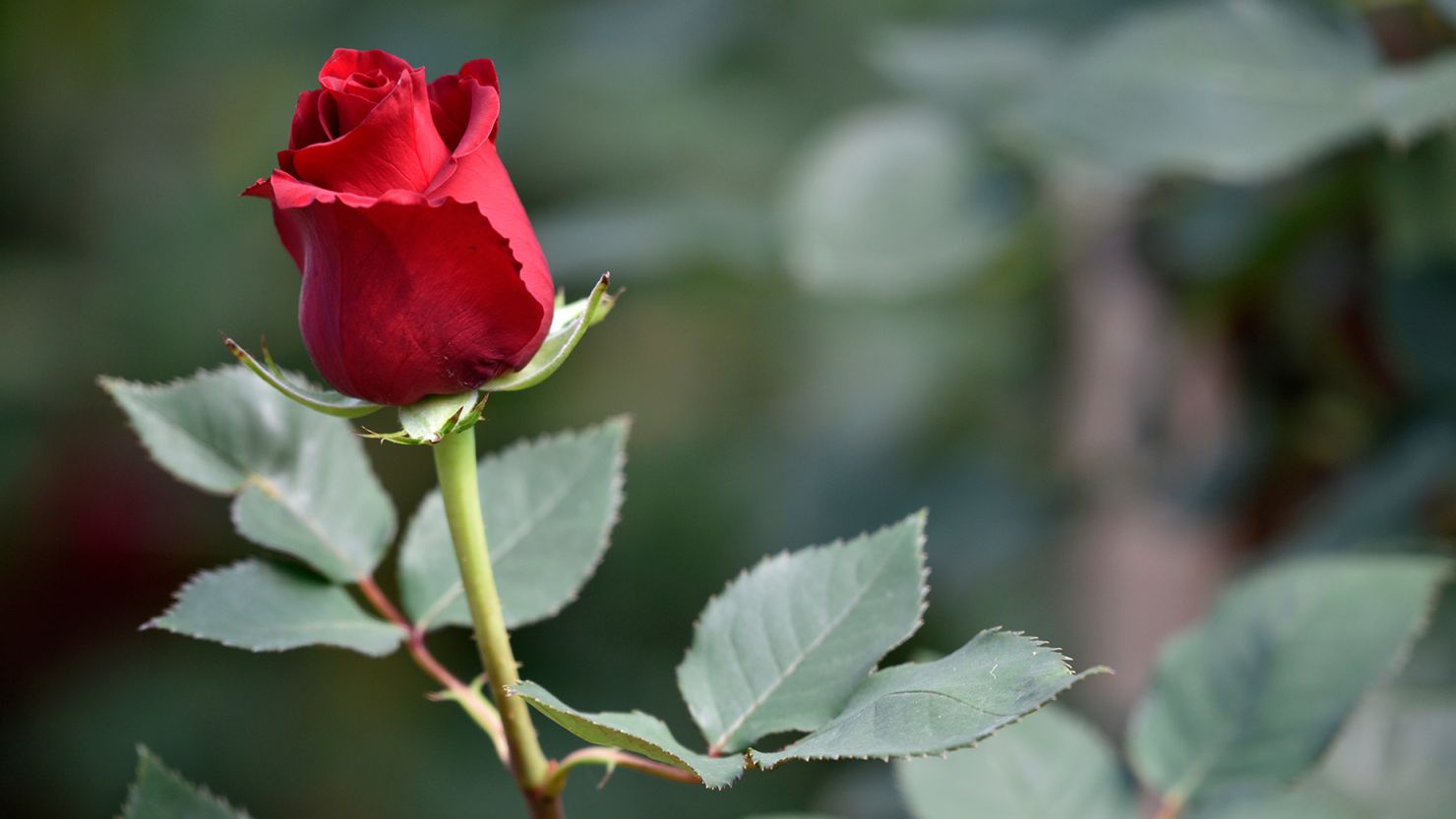 A new study has found that an ancient gene family that evolved 400 million years ago is responsible for the prickles on roses and other plants.