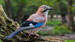 Eurasian jay / European jay (Garrulus glandarius / Corvus glandarius) perched on tree trunk in forest. (Photo by: Philippe Clement/Arterra/Universal Images Group via Getty Images)