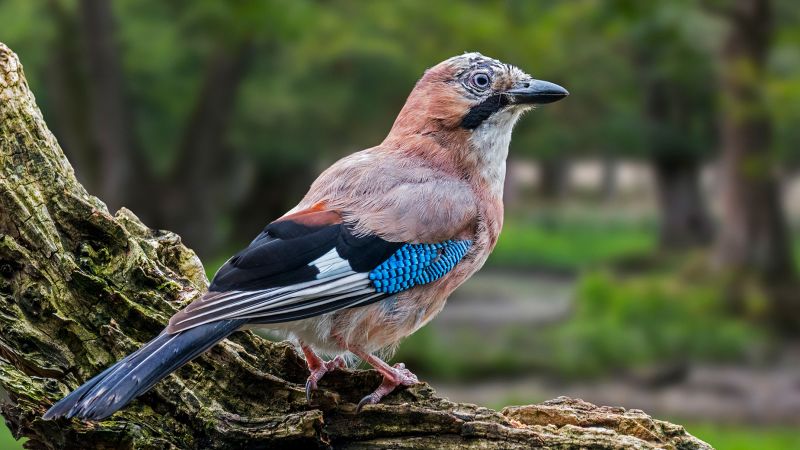 Тези птици може да са способни на „умствено пътуване във времето“ подобно на това, което хората използват за извличане на спомени