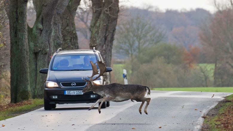 Fleeing fallow deer (Dama dama) buck crossing road in front of car during the rut in autumn. (Photo by: Sven-Erik Arndt/Arterra/Universal Images Group via Getty Images)