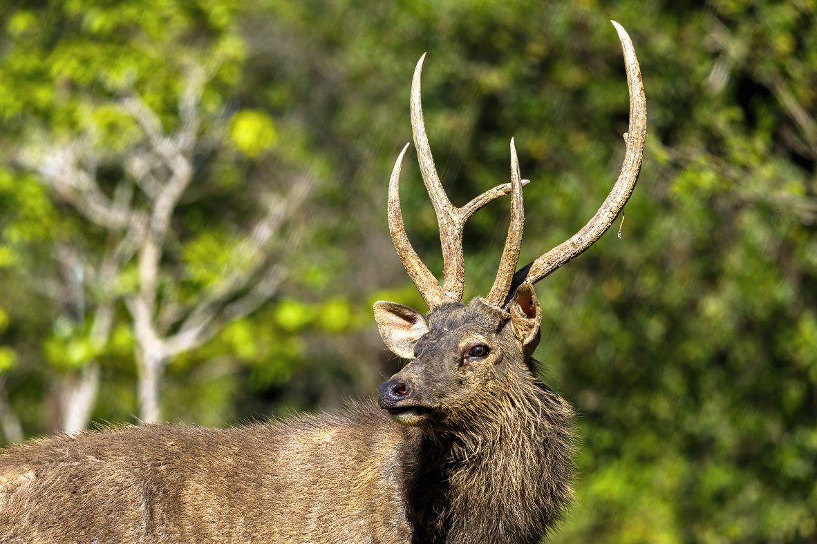 Prey species, like sambar deer, also thrive when tigers are protected. On average, a tiger consumes around <a href="https://tigers.panda.org/news_and_stories/stories/the_crucial_role_of_tiger_prey_in_ecosystems_across_asia/" target="_blank">50 ungulates (hoofed animals like cows and deer) per year</a>, so a population of around 500 deer per big cat is needed to maintain a healthy, stable population of deer. Poaching and snares have seen sambar deer <a href="https://www.iucnredlist.org/fr/species/41790/85628124" target="_blank">numbers dwindle in Thailand</a> in recent decades, so between 2021 and 2024, the Thai government and WWF-Thailand released <a href="https://tigers.panda.org/news_and_stories/stories/thailand_boosts_deer_population_in_effort_to_support_tigers/" target="_blank">114 captive-bred sambar deer</a> into the Western Forest Complex to boost prey numbers.