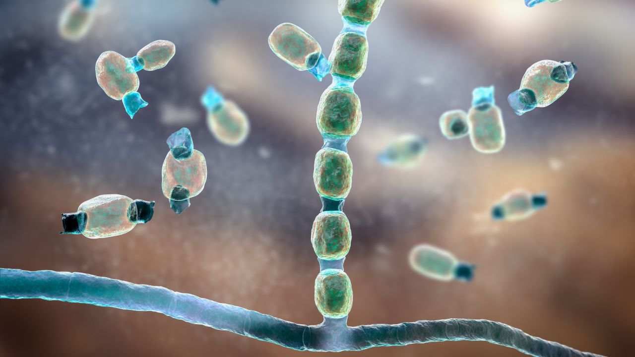Illustration of thick-walled arthroconidia and arthrospores from the fungus Coccidioides immitis. This fungus is found in desert and semi-arid regions, and is endemic to south-western USA, Mexico and South America. C. immitis is the causative agent of coccidioidomycosis, also known as valley fever. The route of infection is almost always pulmonary, by inhalation of the spores. Agricultural workers are particularly at risk. Symptoms include a cough, chest pain, fever, rash and fatigue. Treatment is by antibiotic and antifungal drugs.