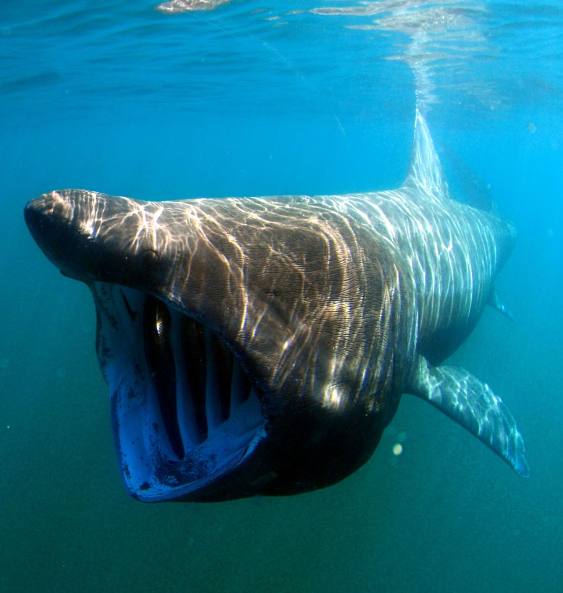 This file photo shows a basking shark, or Cetorhinus maximus.