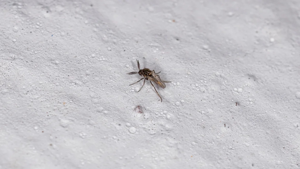 What is Oropouche virus? The emerging threat is raising concern among health officials 