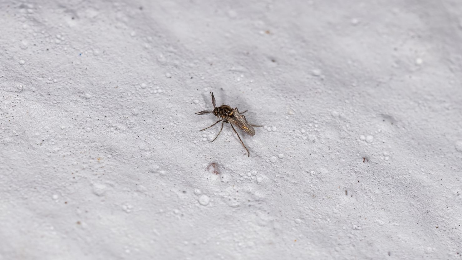 The biting midge is known to spread Oropouche virus, along with certain types of mosquitoes.