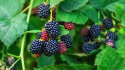 Blackberries grow in the garden. Selective focus. Food.
