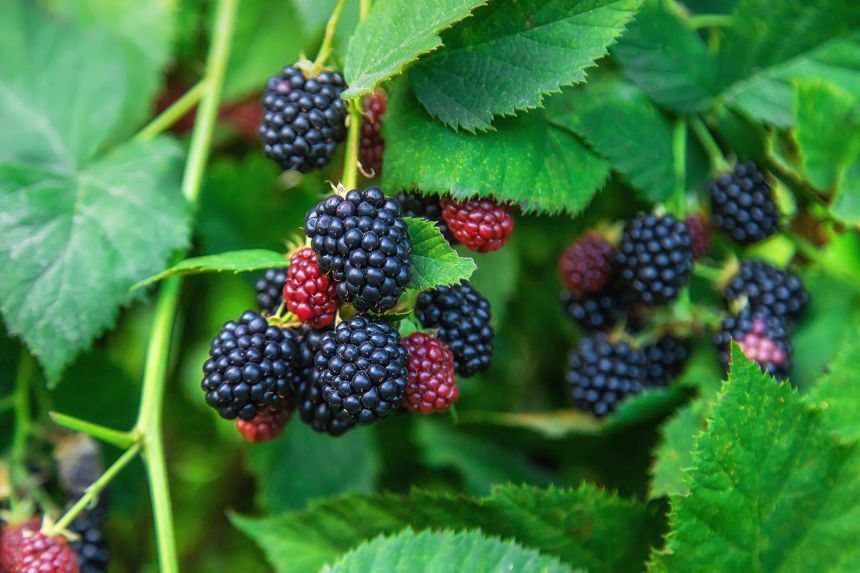 Blackberries joined the