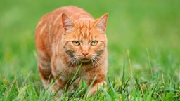 Young orange tomcat stalking in grass.
