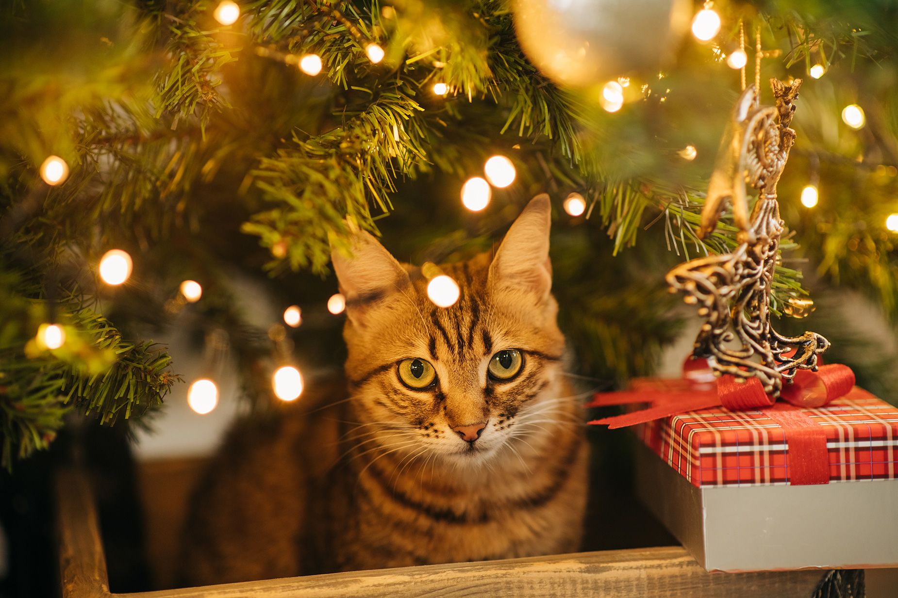 Cat caught hiding in owner's Christmas tree - can YOU spot it