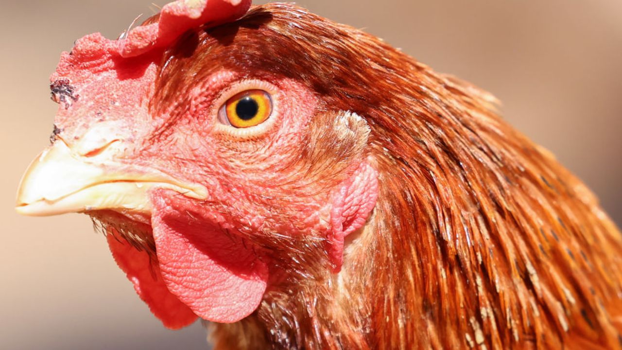 ACTON, CALIFORNIA - OCTOBER 05: A rescued chicken stands at Farm Sanctuary’s Southern California Sanctuary on October 5, 2022 in Acton, California. A wave of the highly pathogenic H5N1 avian flu has now entered Southern California as the fall bird migration sets in, raising concerns for wild birds and poultry farms in the region. Farm Sanctuary is home to rescued chickens, turkeys, cows, pigs and other farm animals. (Photo by Mario Tama/Getty Images)