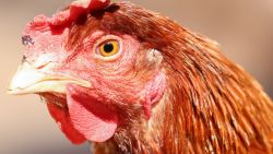 ACTON, CALIFORNIA - OCTOBER 05: A rescued chicken stands at Farm Sanctuary’s Southern California Sanctuary on October 5, 2022 in Acton, California. A wave of the highly pathogenic H5N1 avian flu has now entered Southern California as the fall bird migration sets in, raising concerns for wild birds and poultry farms in the region. Farm Sanctuary is home to rescued chickens, turkeys, cows, pigs and other farm animals. (Photo by Mario Tama/Getty Images)