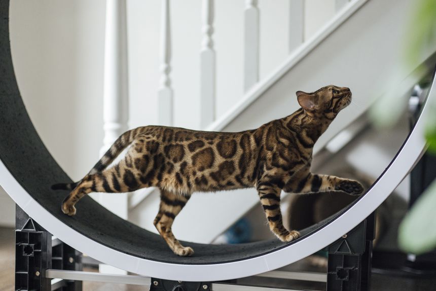 A modern Bengal cat, pictured here, is a cross between a domestic cat (Felis catus) and a leopard cat (Prionailurus bengalensis).