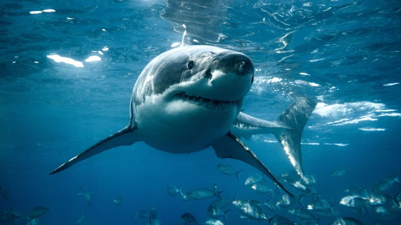 Large white shark looks straight into the camera. Captured in the clear blue waters of South Australia.