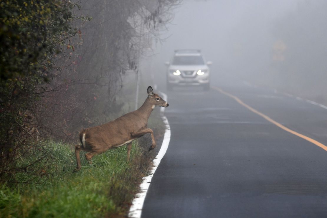 Trouble ahead! A white tail doe is about to cross a road on a foggy morning. When you're in conditions where your sight is compromised, use extra caution.