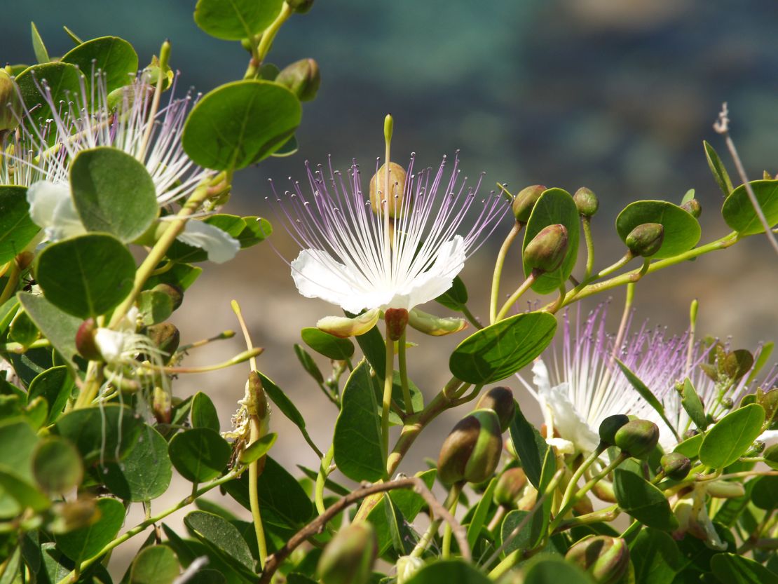 Capparis spinosa, growing on a high cliff in Malta.