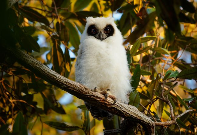 The young <strong>Madagascar owl </strong>(pictured) has a distinctive white down with black eyes. When it reaches adulthood, it has a brown plumage with darker streaks and long tufted ears, surviving on a diet of <a  target="_blank">small lemurs, rodents, frogs, bats, lizards and insects</a>.