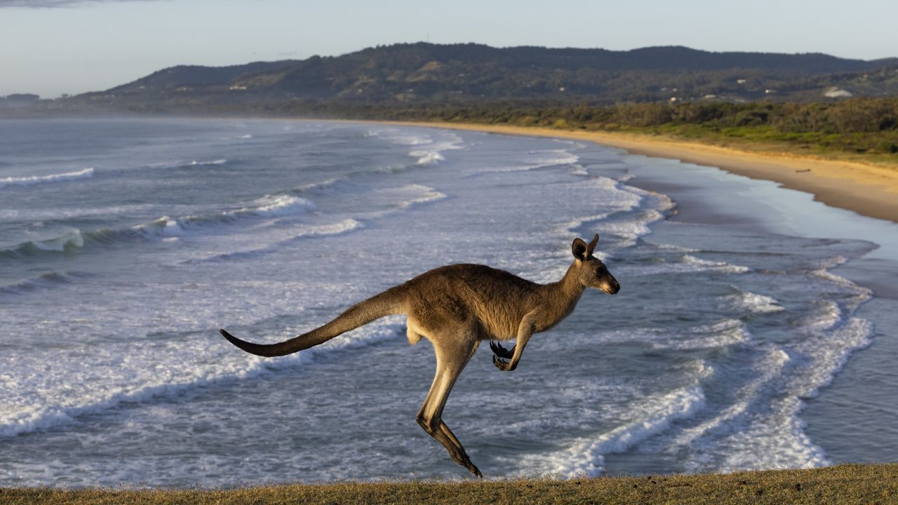 COFFS HARBOUR, AUSTRALIA - NOVEMBER 25: An Eastern Grey Kangaroo is seen at Look At Me Now Headland on November 25, 2022 in Coffs Harbour, Australia. As spring gives way to summer on Australia's east coast, many areas that were badly hit by a prolonged year of heavy rains are hoping for clearer skies and better weather for the season. (Photo by Matt Jelonek/Getty Images)