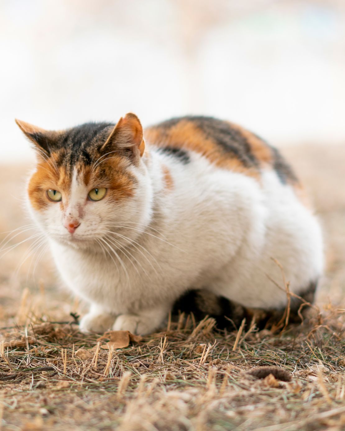 Scientist have long known about this sex-related mutation; however, the mutation itself puzzled geneticists.