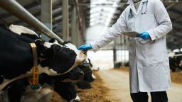 Side view of young vet clinician in labcoat touching nose of purebred dairy cow while standing in front of long cowshed with livestock