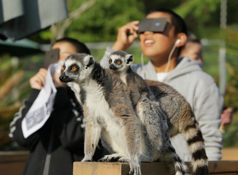 Animals act weirdly during an eclipse. Help NASA find out why CNN